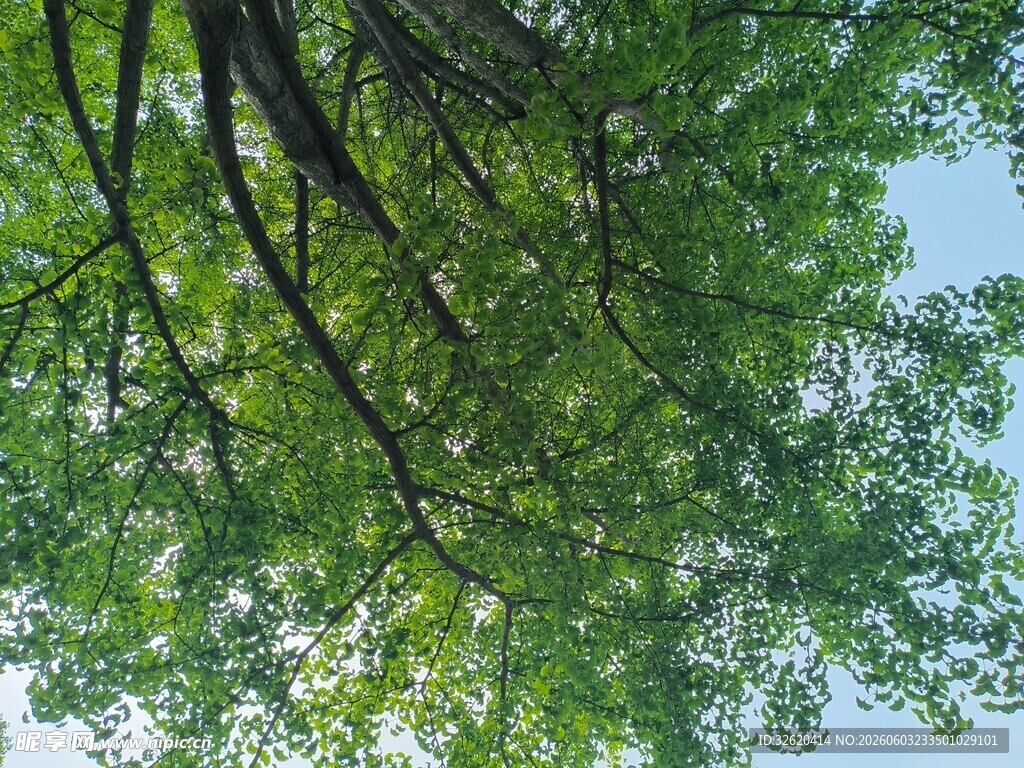 仰视茂密枝叶与蓝天