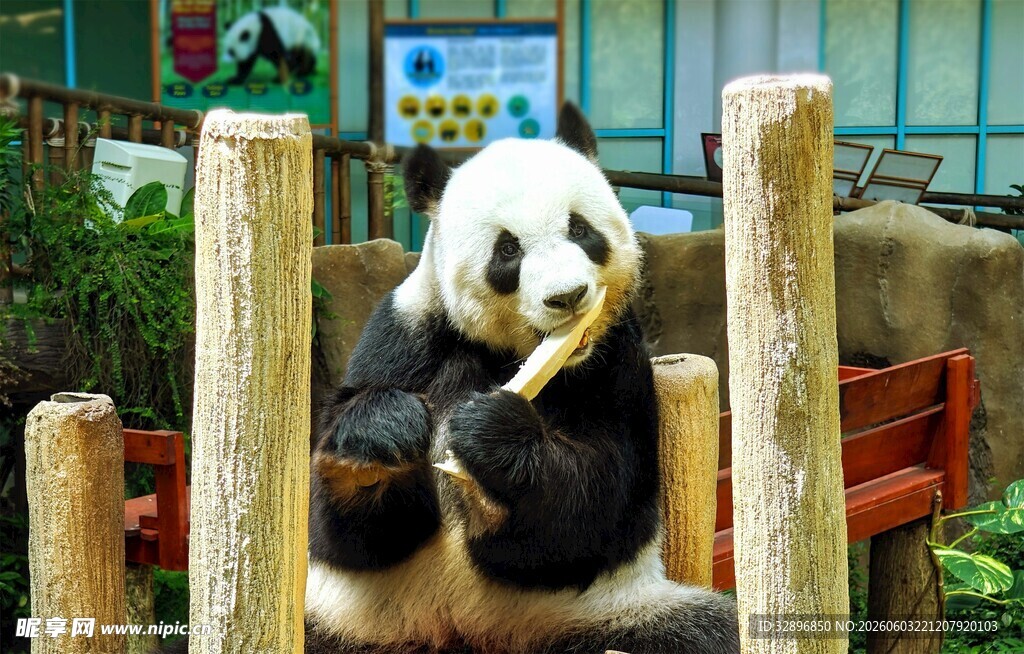 憨态熊猫惬意吃竹子