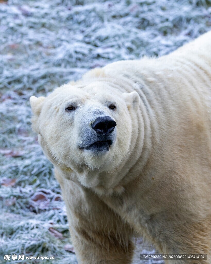 雪地中的北极熊