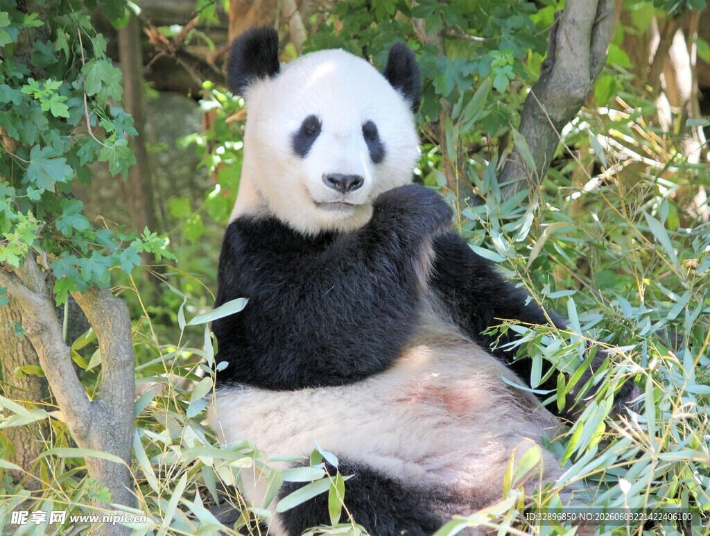 悠闲大熊猫坐于绿植间
