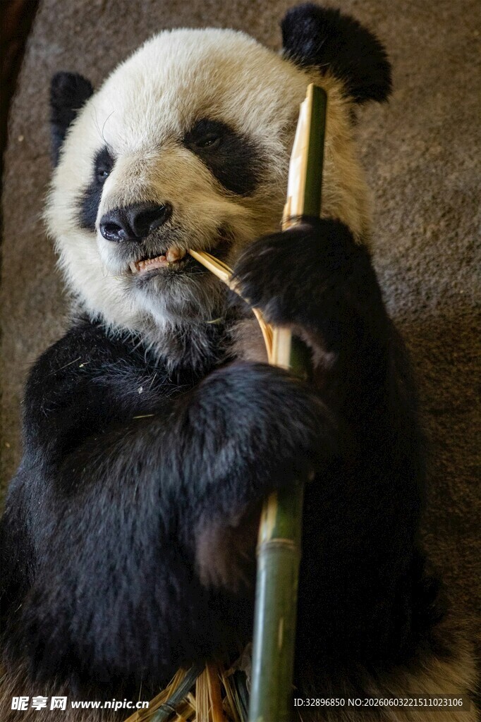 熊猫惬意啃食鲜嫩竹子