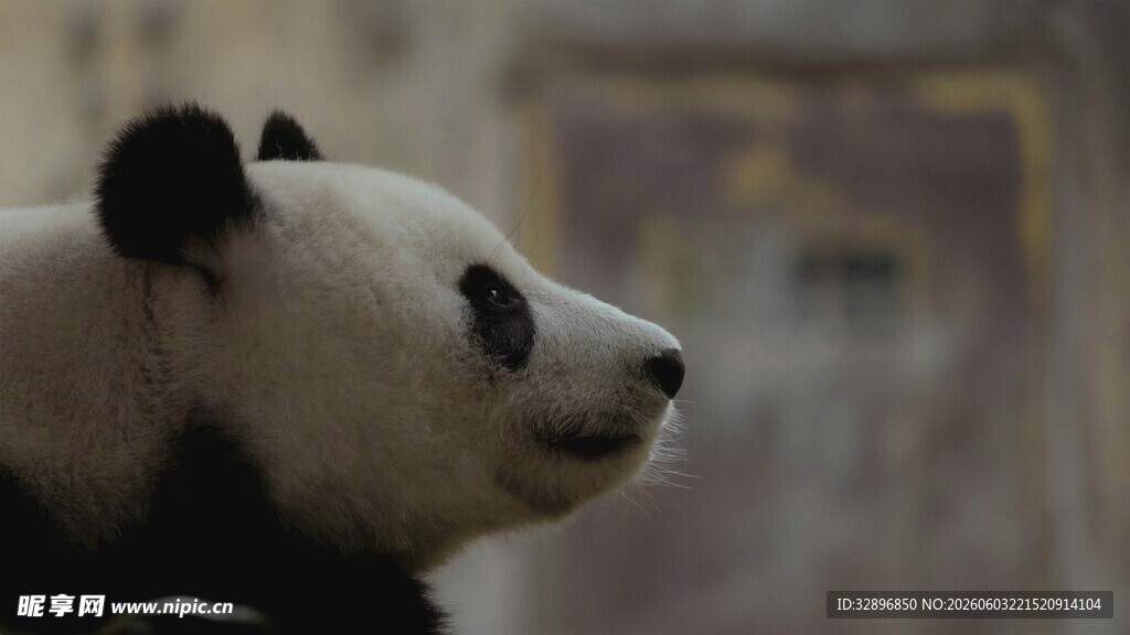 憨态可掬的大熊猫