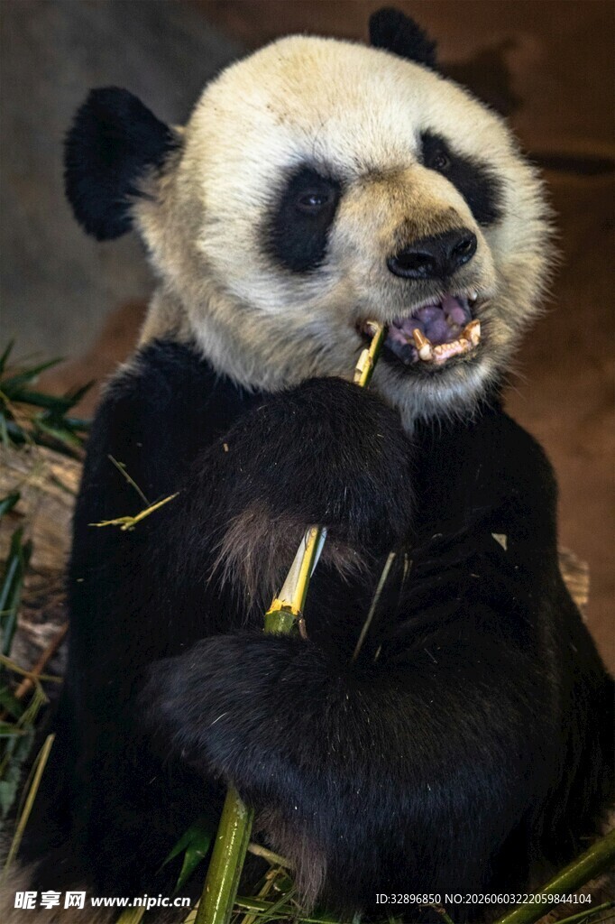 熊猫开心进食竹子瞬间