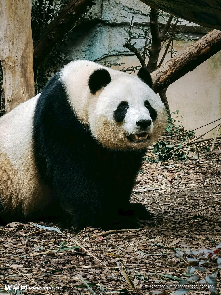 憨态可掬的大熊猫