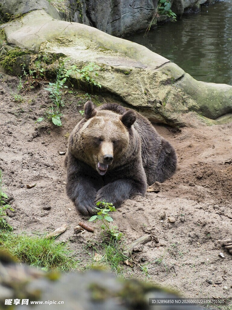 棕熊休憩于泥土地