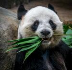 熊猫惬意进食鲜竹叶