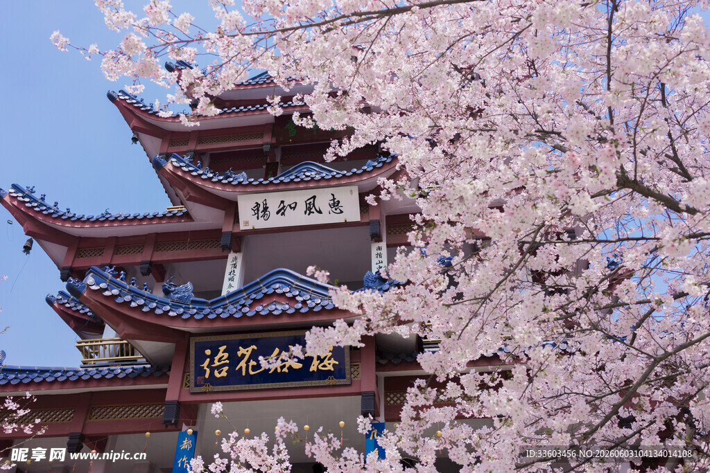 樱花映衬下的中式古建筑