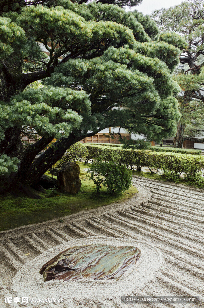 日式庭院中的精致松树景观