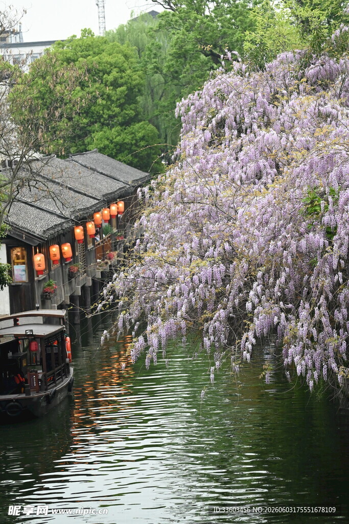 江南水乡紫藤垂岸美景