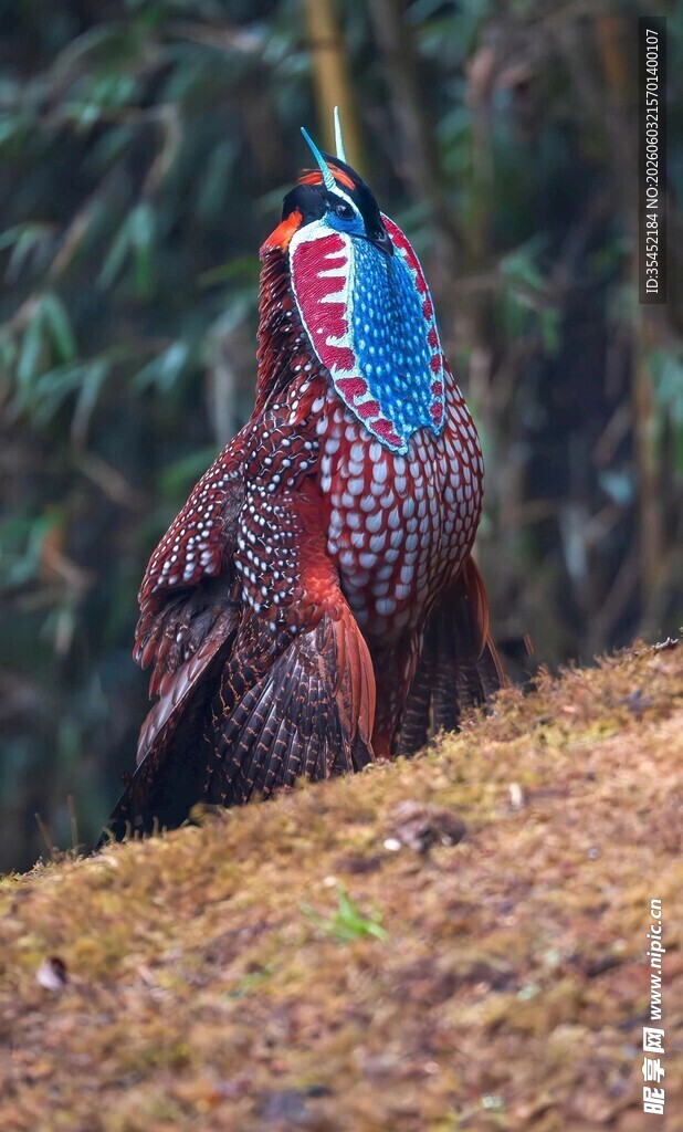 红腹角雉