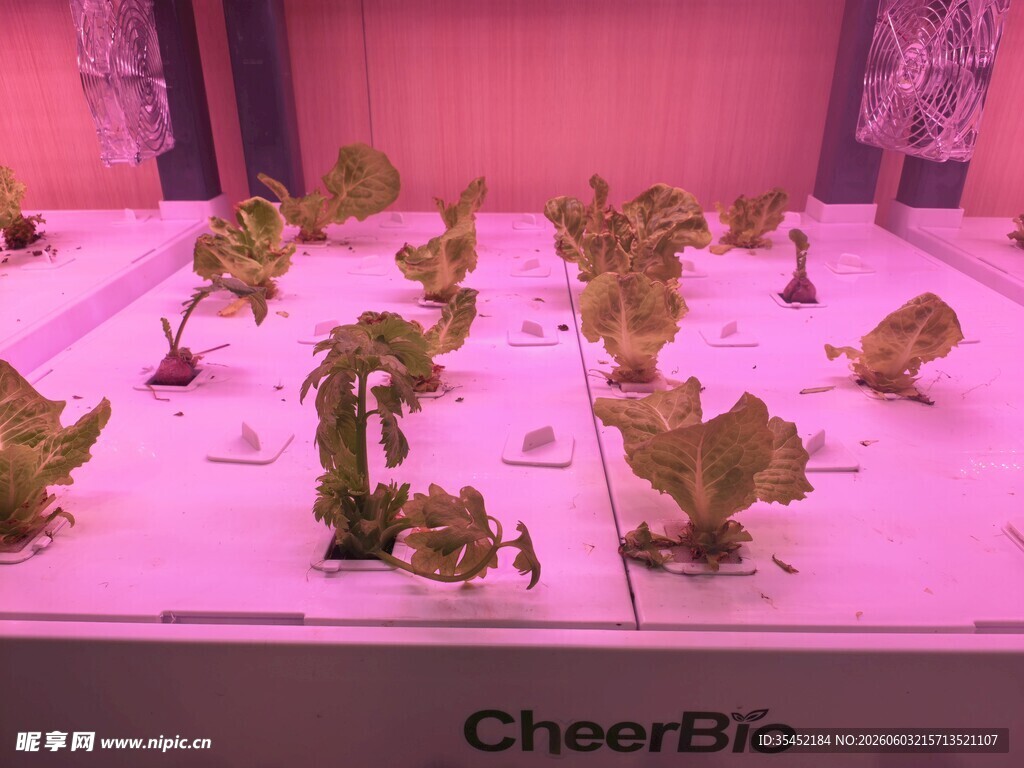植物栽培