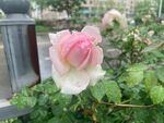 娇艳粉色月季花绽放