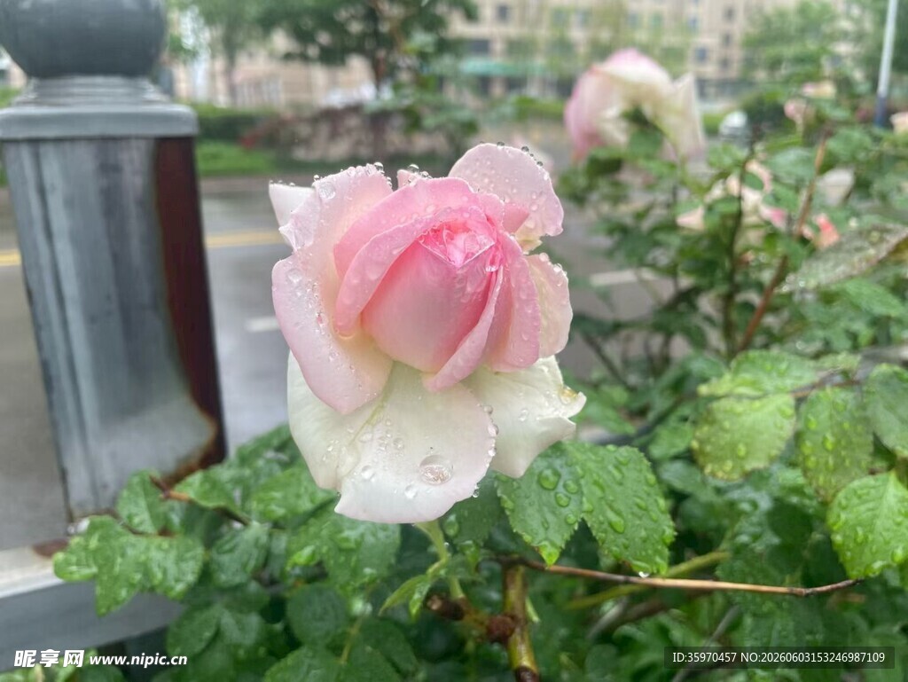 娇艳粉色月季花绽放