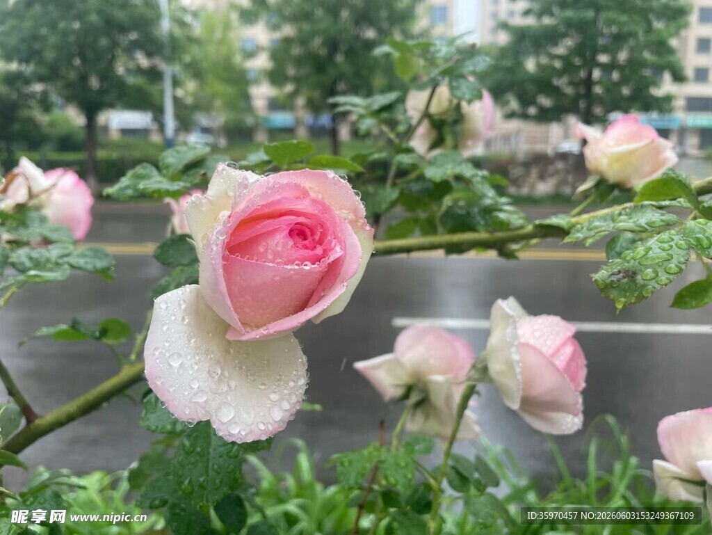 雨中绽放的粉嫩玫瑰花