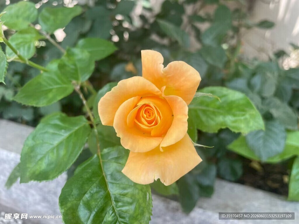 娇艳黄玫瑰绽放绿叶间