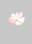 简约粉色花朵插画