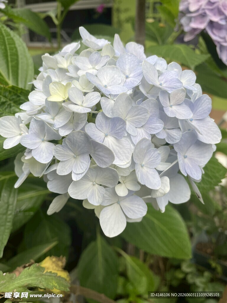 绣球花