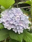 绣球花