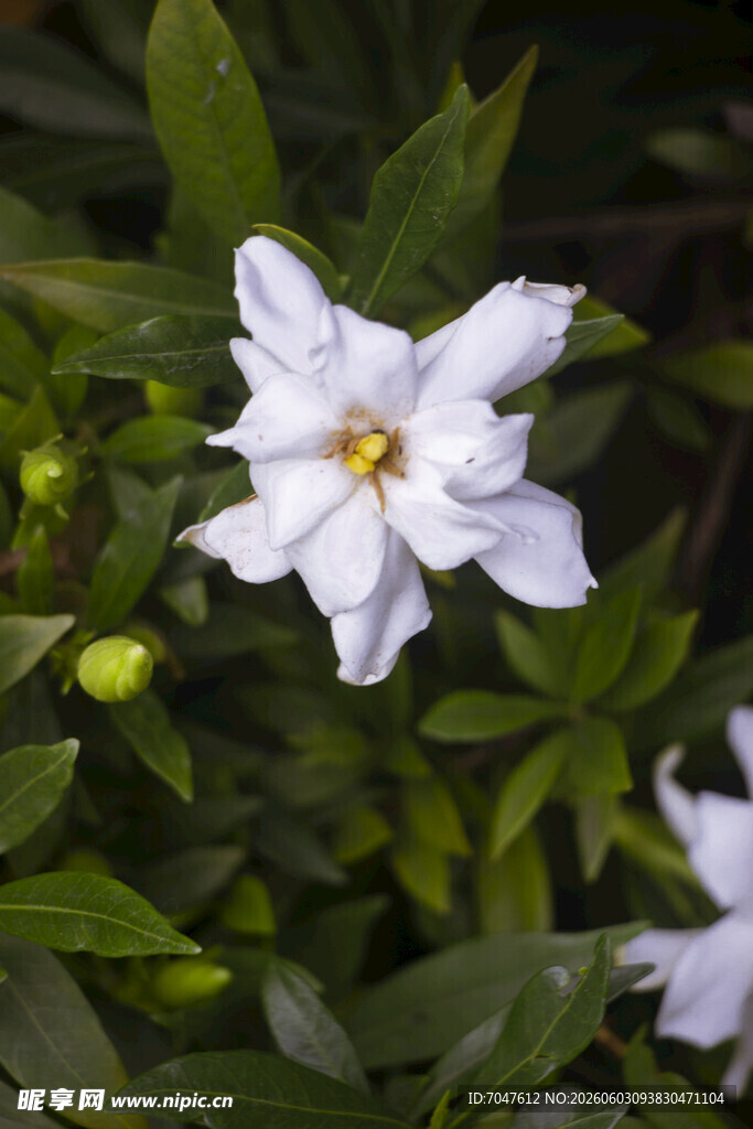 栀子花白色素雅小花绽放绿叶间