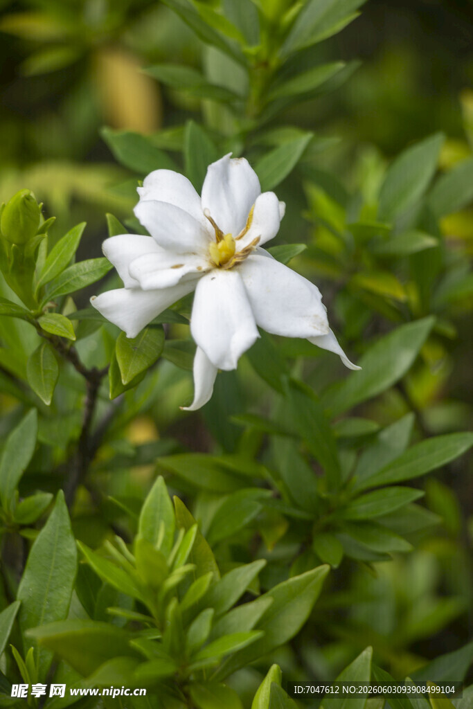 洁白栀子花绽放绿叶间