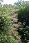 五节芒花序
