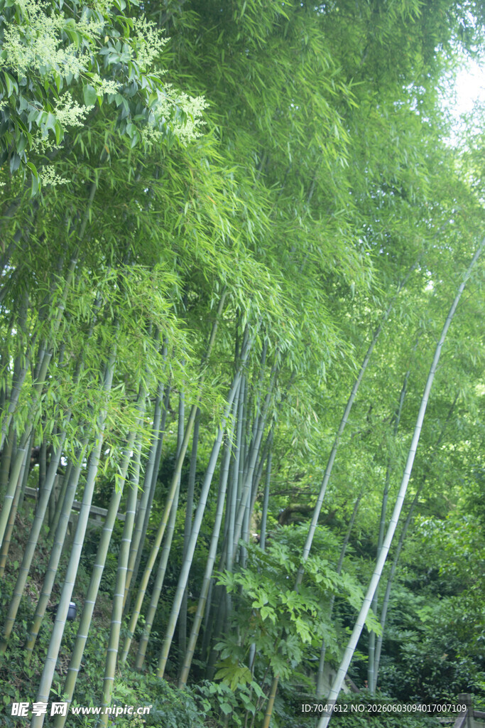 翠绿竹林