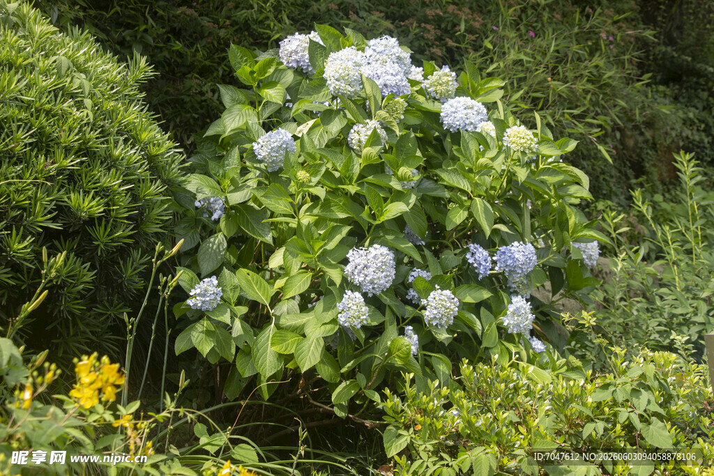 蓝绣球花绽放于绿植间