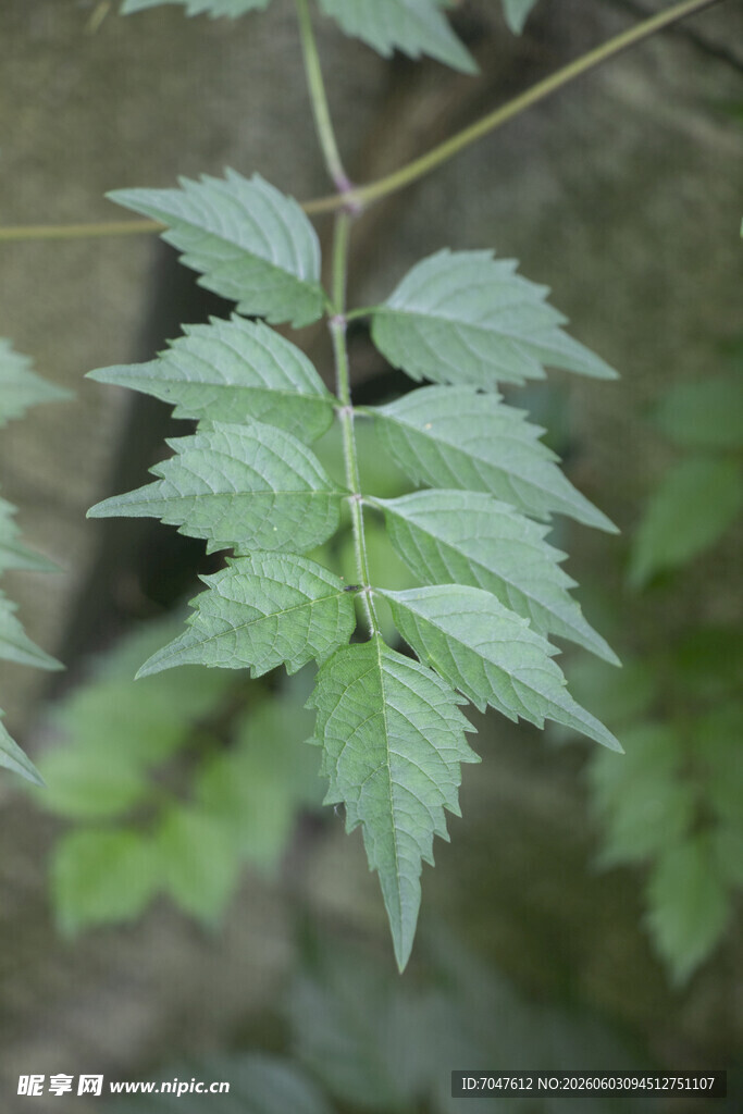 凌霄羽状复叶植物特写