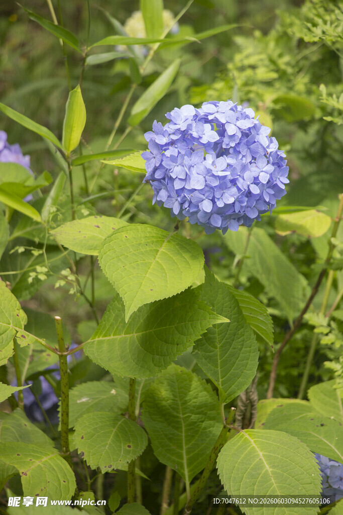 蓝绣球花绽放于绿叶间
