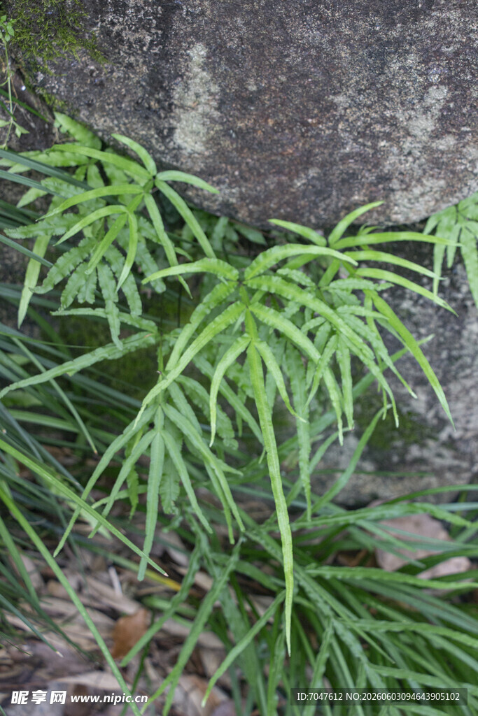 井栏边草