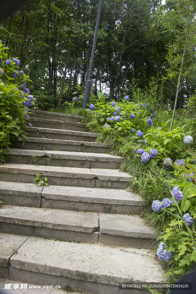 林间繁花簇拥的石阶小径