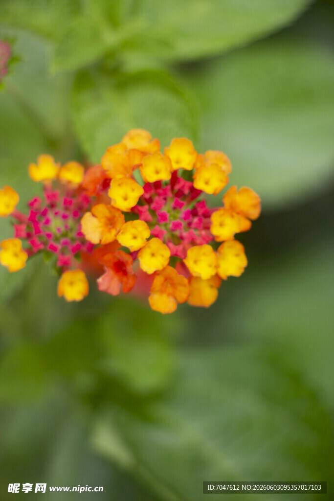 多彩马缨丹花朵特写