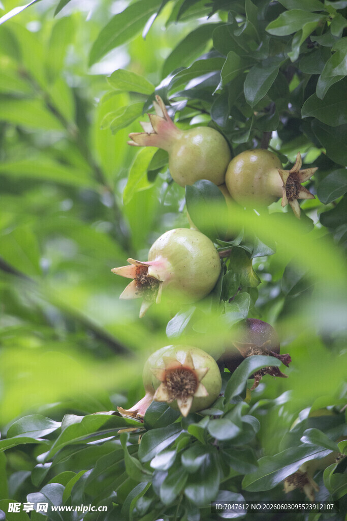 枝头石榴 