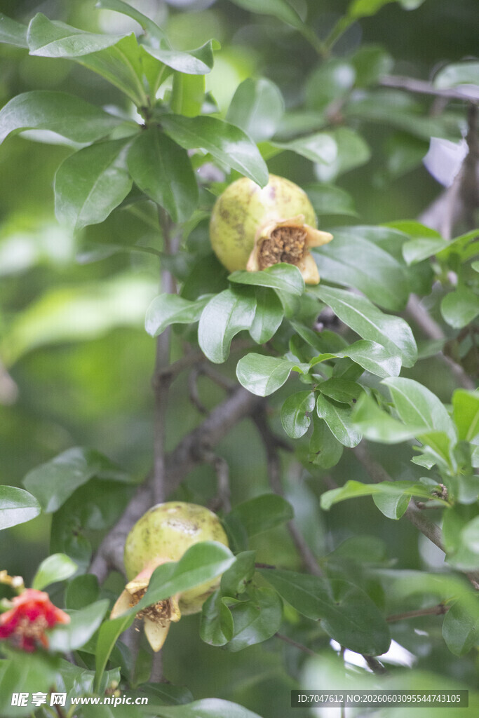 枝头的青涩石榴果实