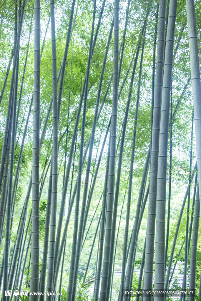翠绿竹林