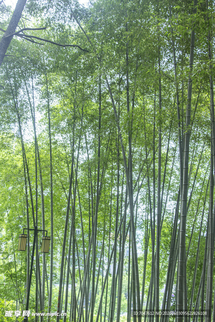 翠绿竹林