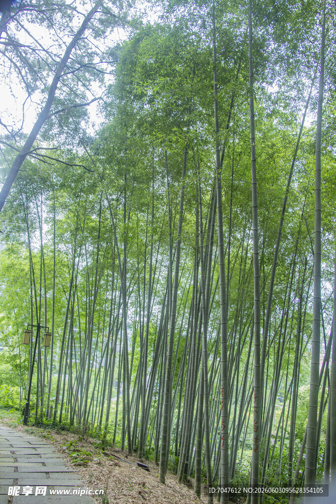 漫步竹林间的清幽景致