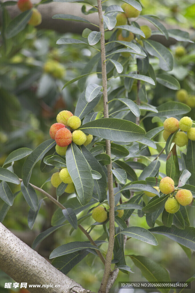 杨梅枝头挂果的绿色植物