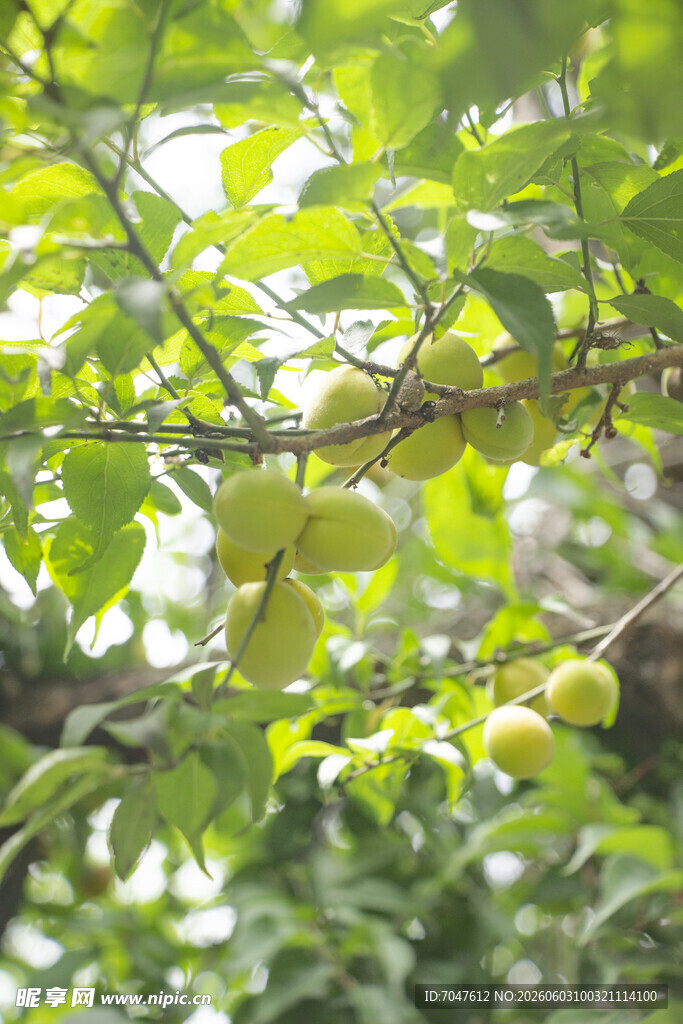 青梅渐黄