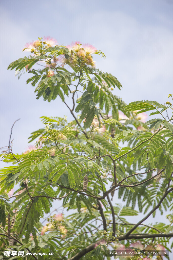 合欢枝头繁花绿叶的美丽景象