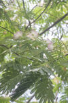 枝头绽放的粉色合欢花
