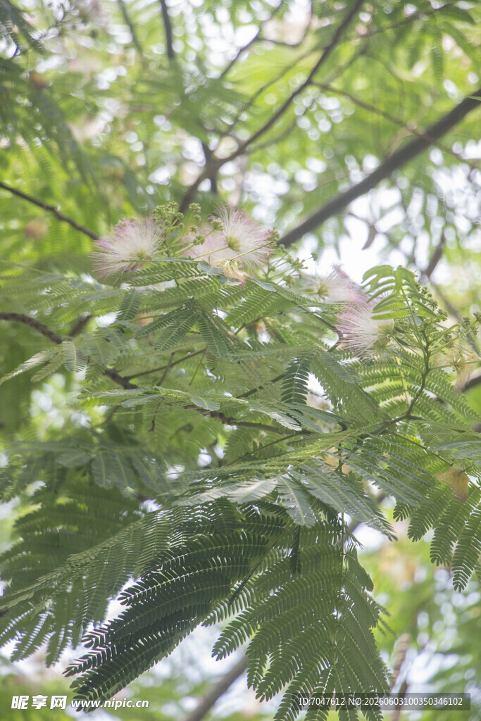 枝头绽放的粉色合欢花