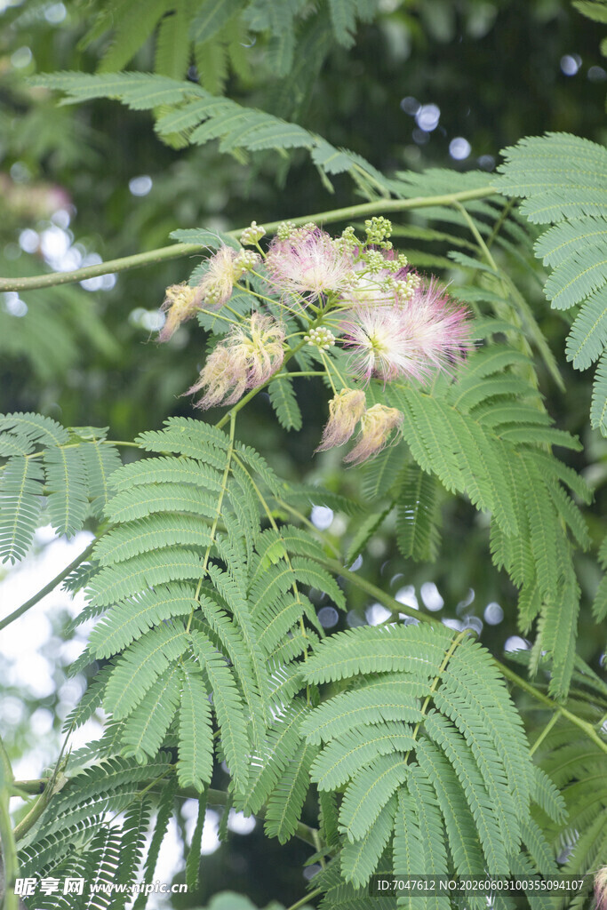 盛开的合欢花与羽状叶片