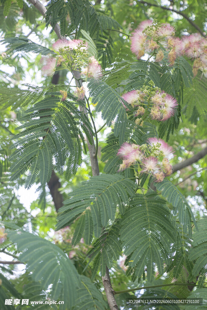 粉色合欢花绽放枝头