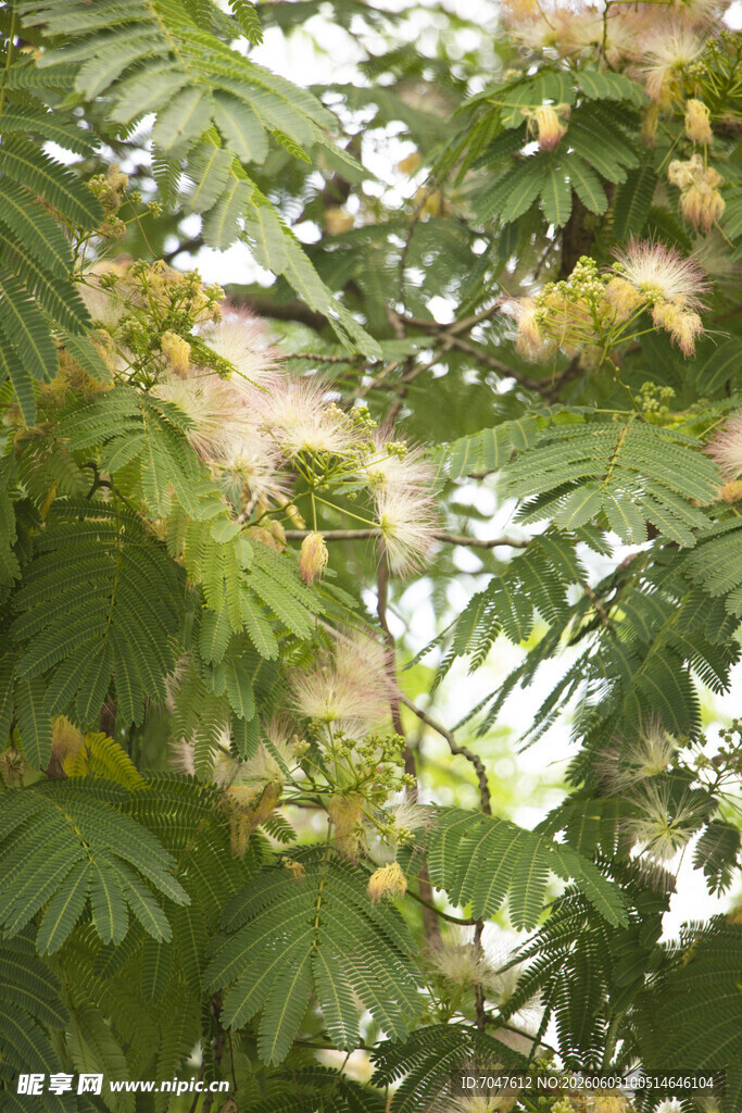 粉色合欢花枝叶间的轻柔绒花绽放