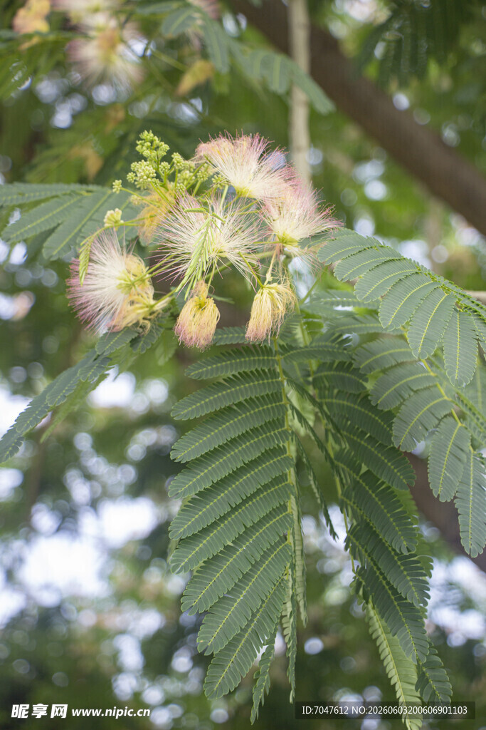 合欢树枝叶与花朵特写