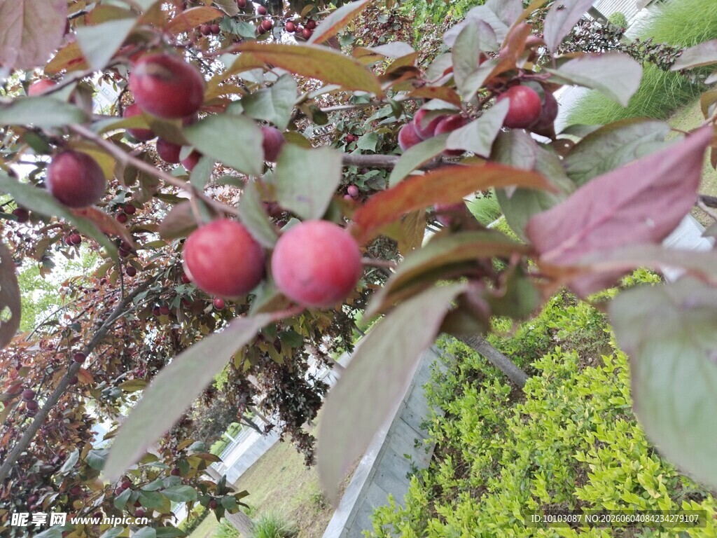 观赏果