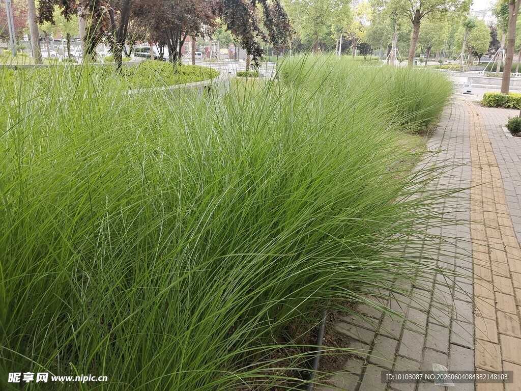 路边葱郁的观赏草景观