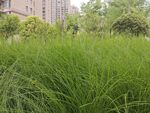 城市中茂盛的绿色草丛