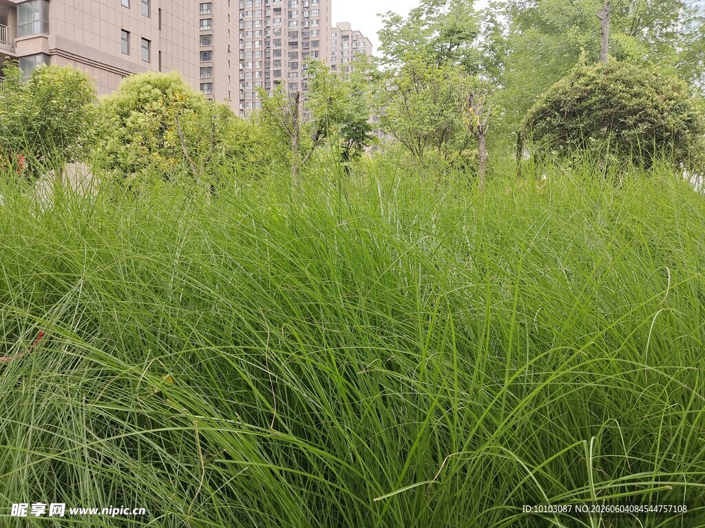 城市中茂盛的绿色草丛